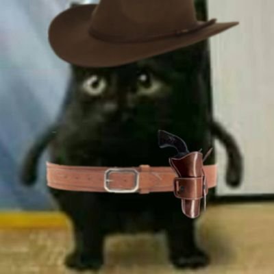 cat with a cowboy hat