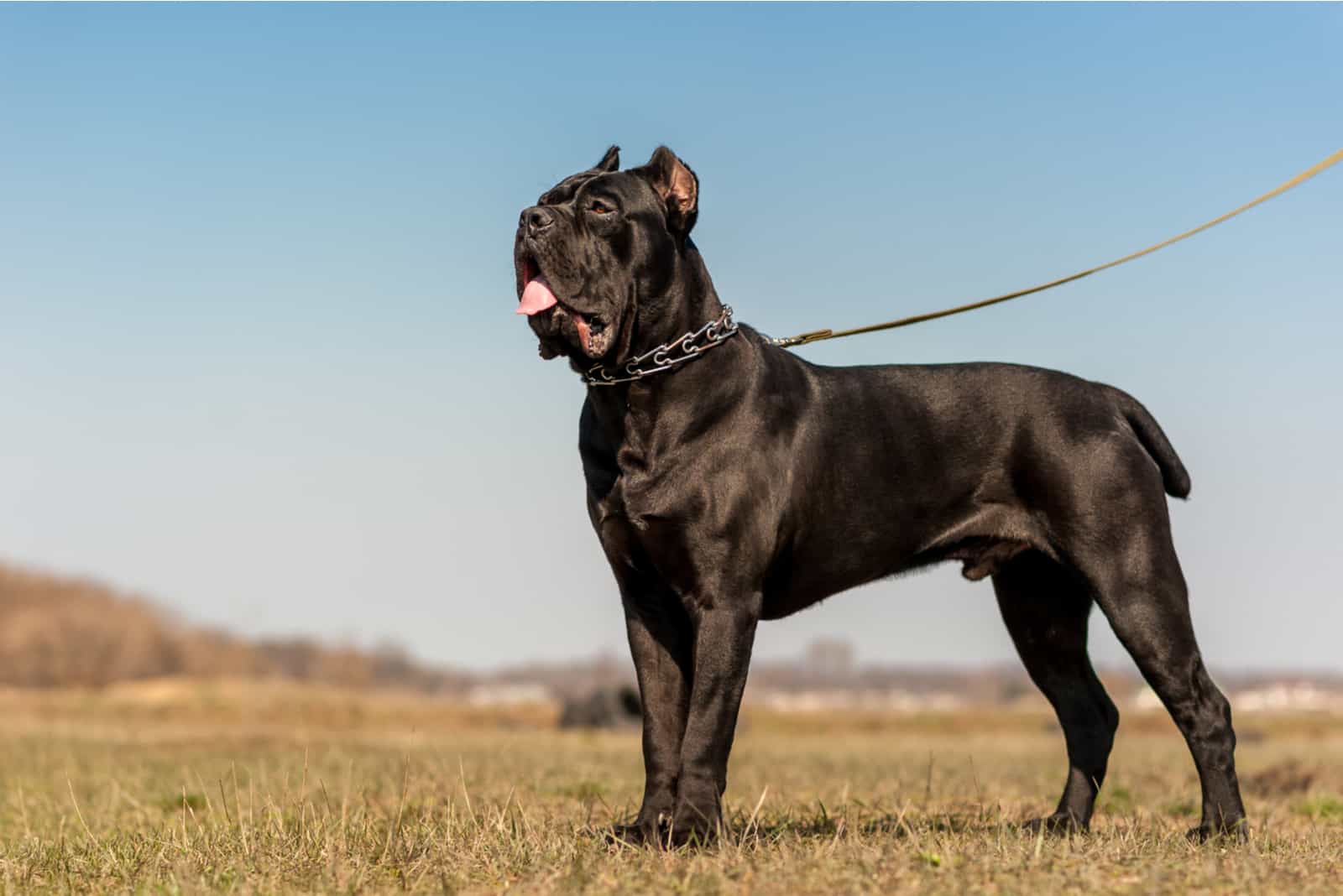 italian cane corso names