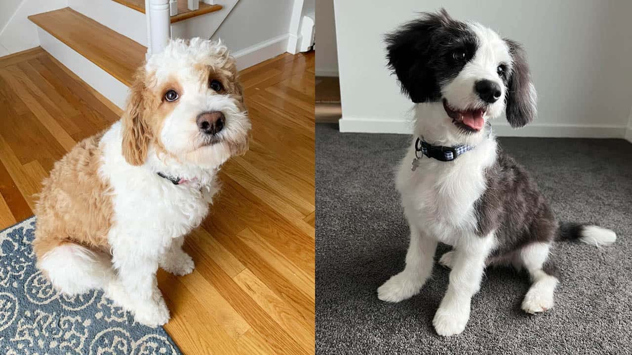 border collie mix poodle