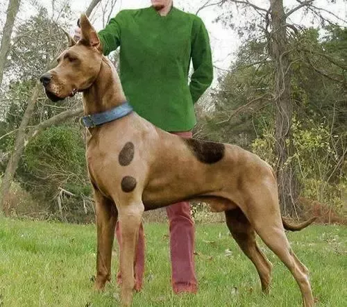 what breed was scooby doo