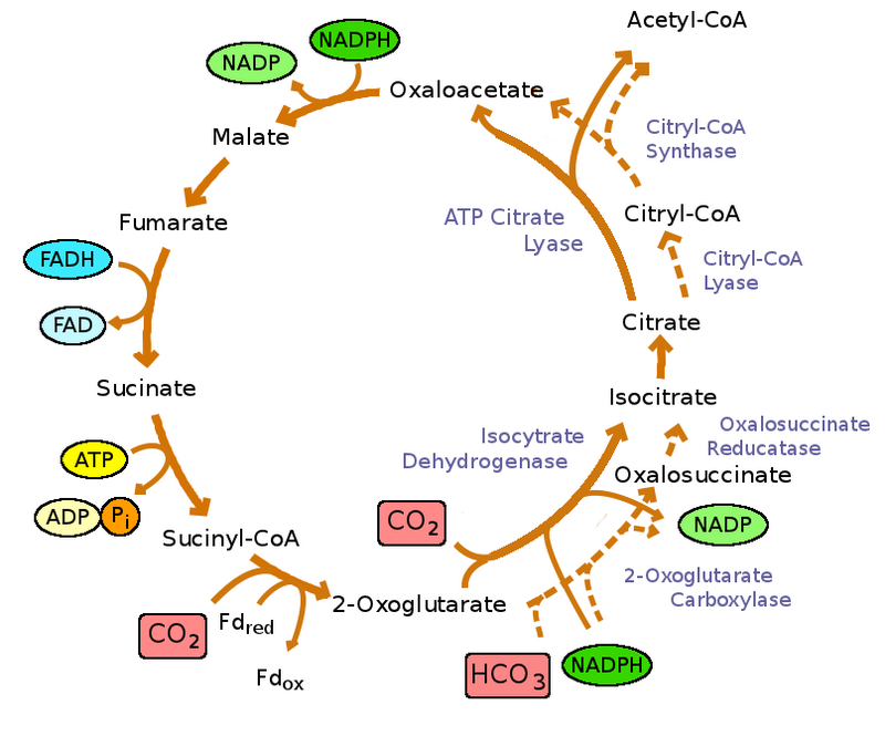 krebs cycle wiki