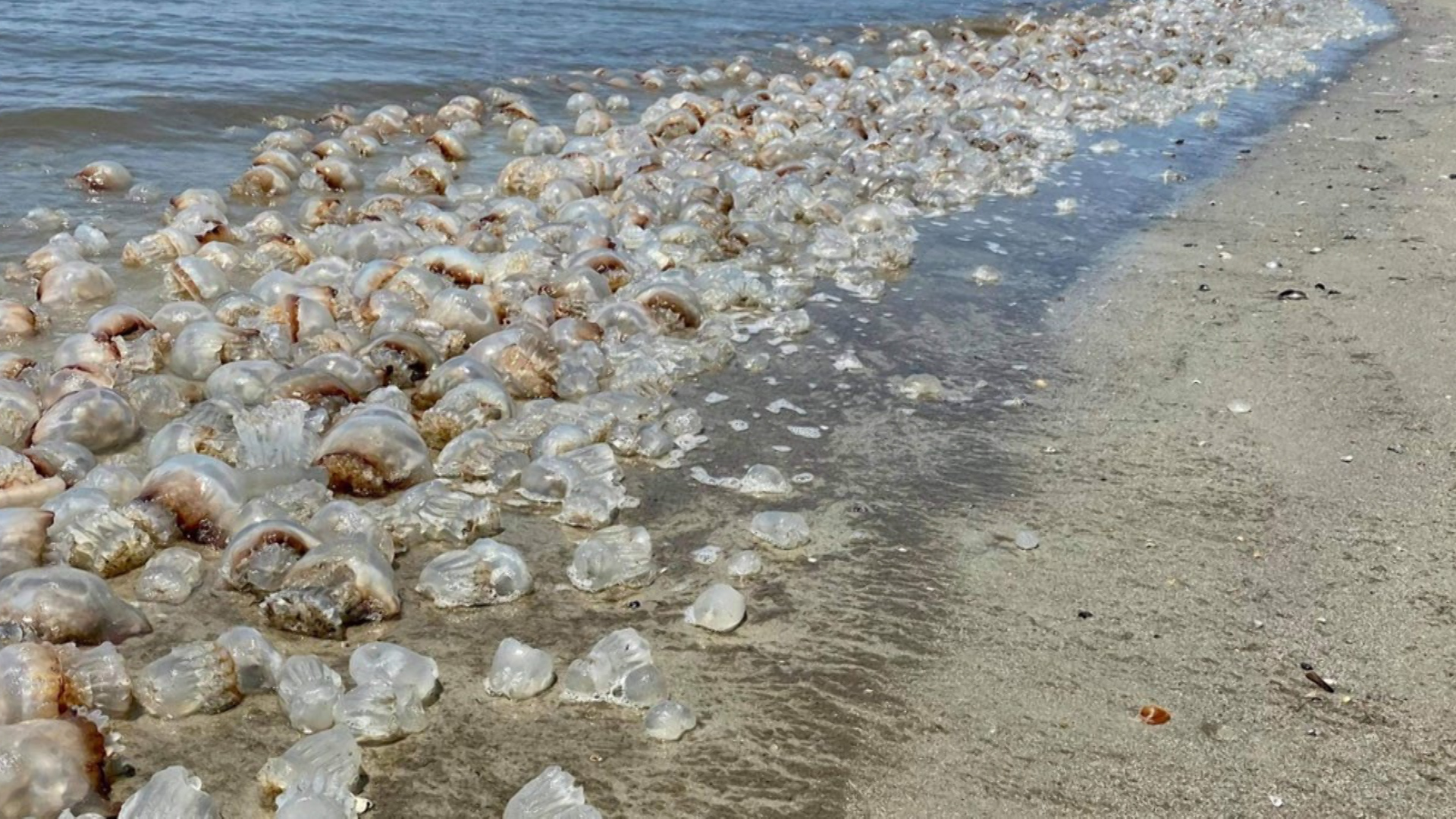 why are there so many dead jellyfish on myrtle beach