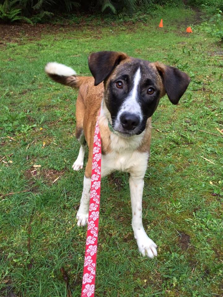 canaan dog mix