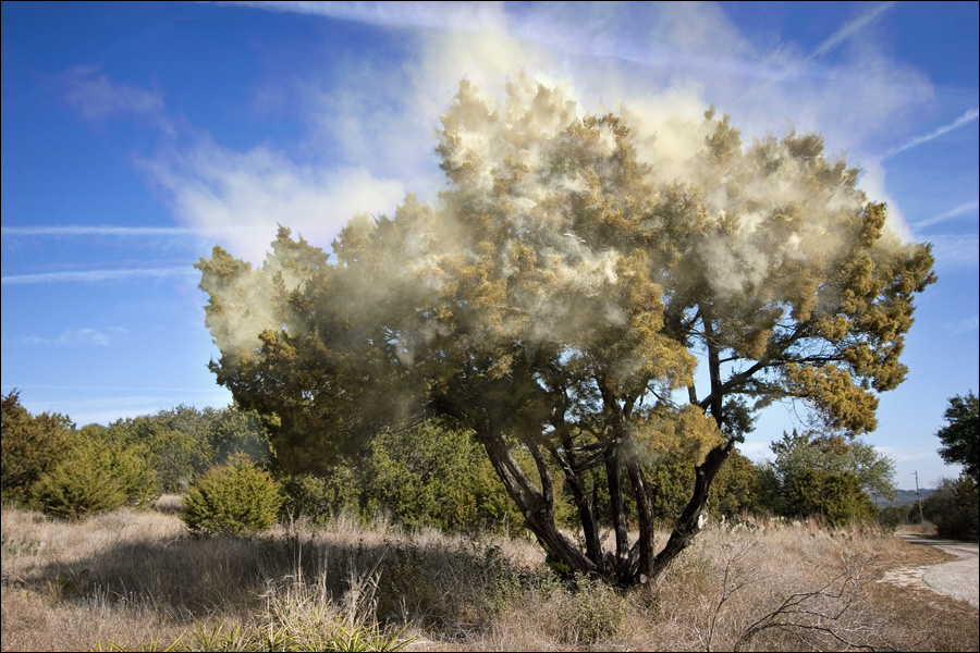 allergies today san antonio