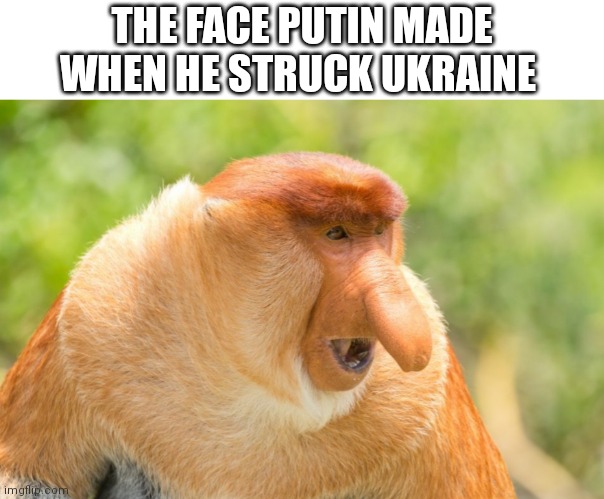 proboscis monkey memes