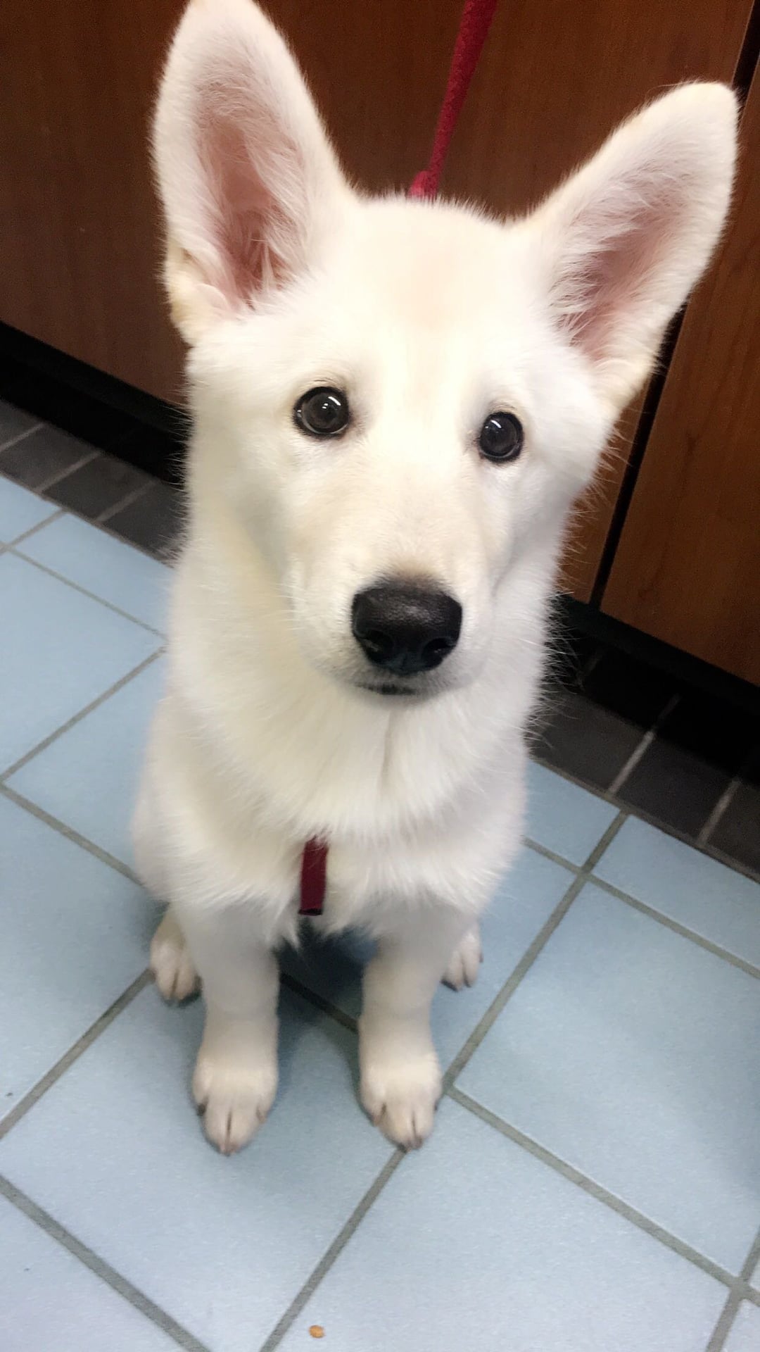 white gsd puppy