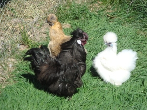 silkie chickens for sale melbourne