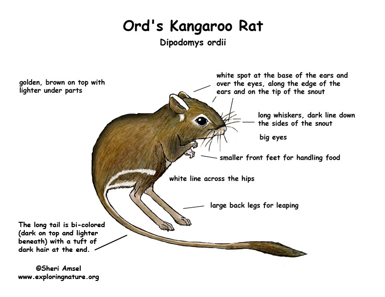 rat kangaroo crossword clue