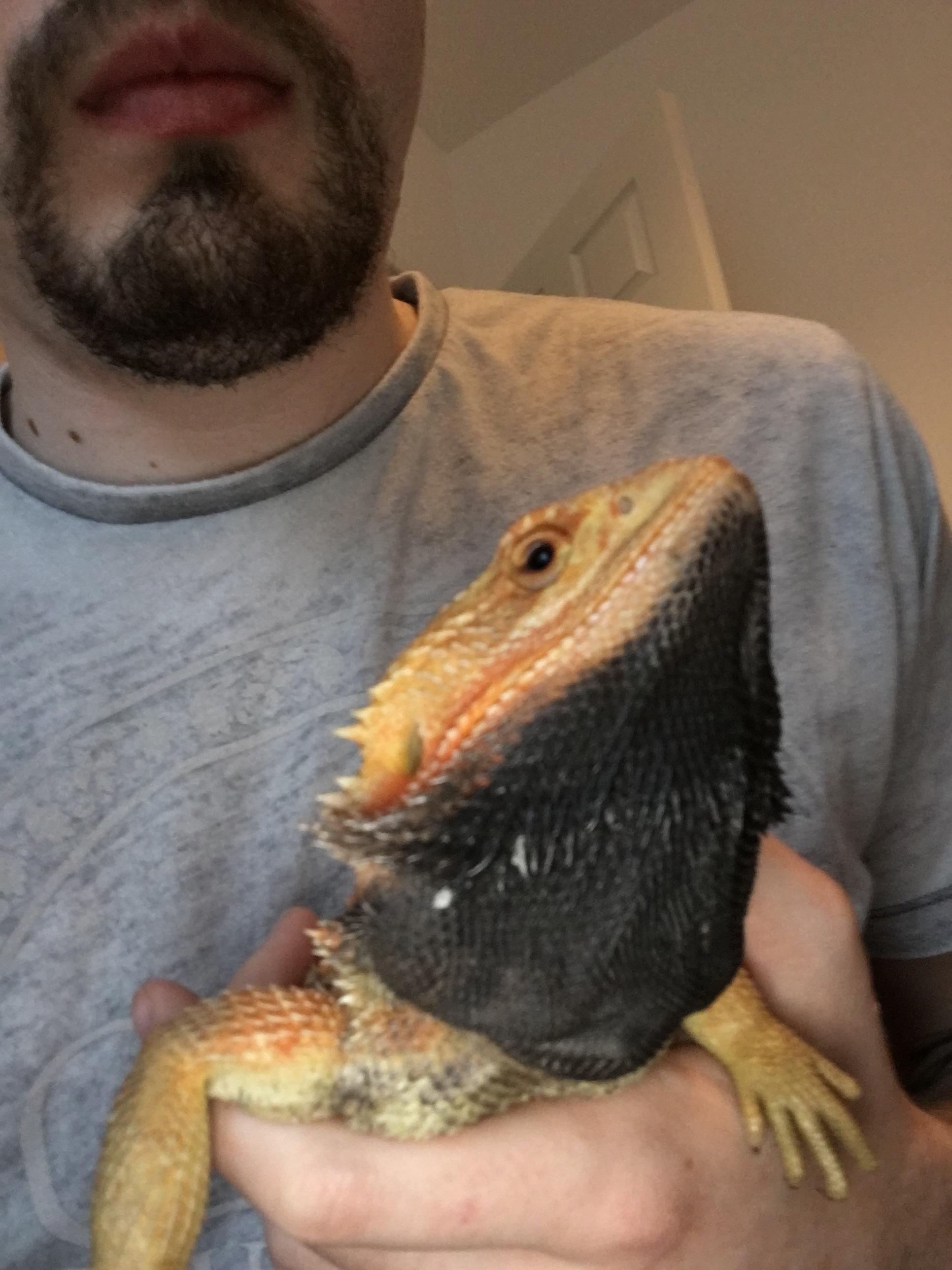 bearded dragon turned black and died