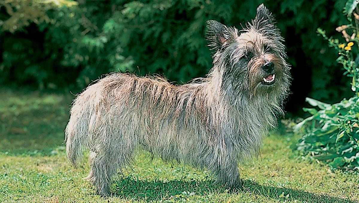 cairn terrier for sale sydney