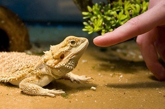 how to bond with a bearded dragon