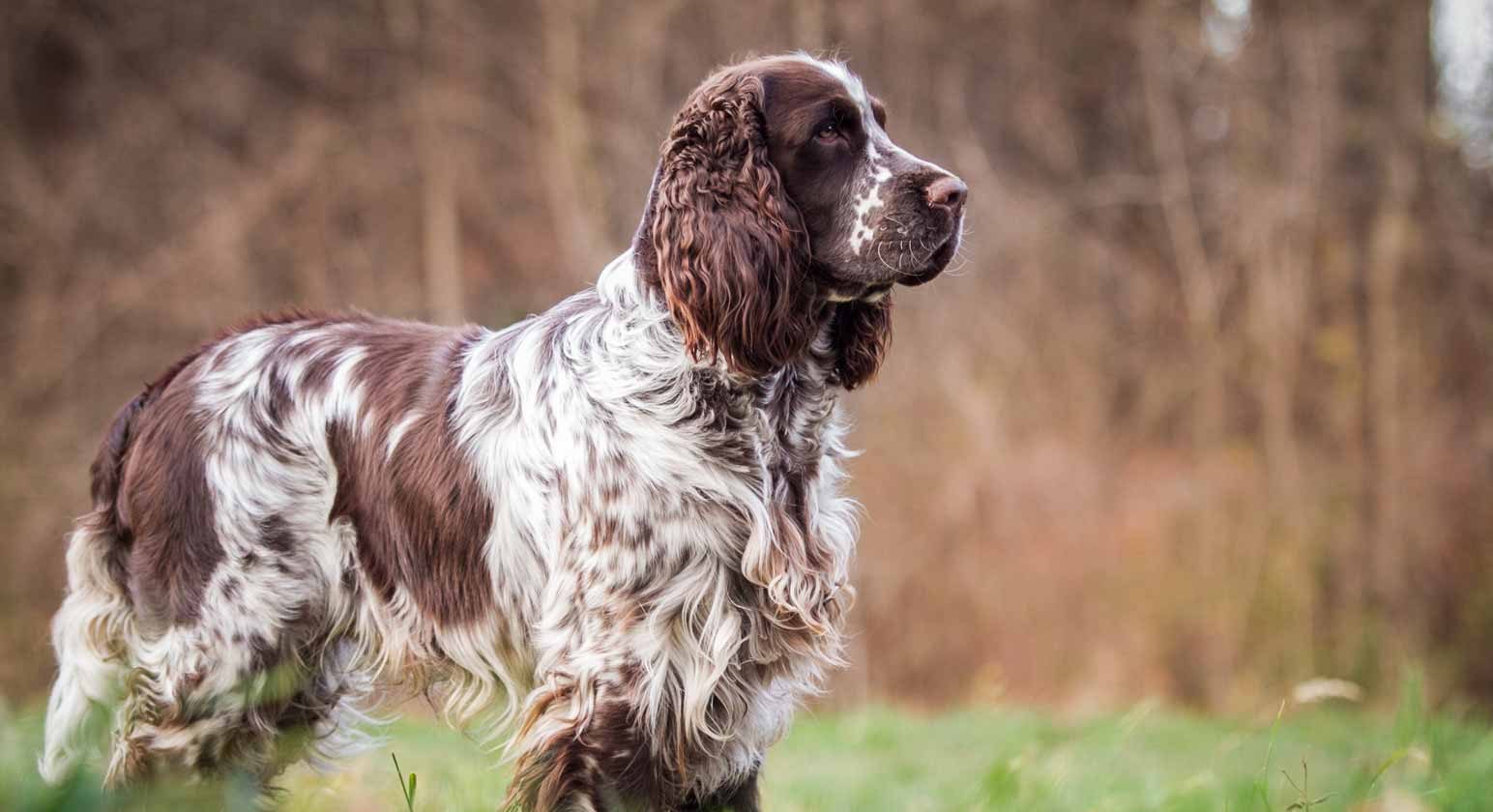 english springer spaniel puppies for sale uk