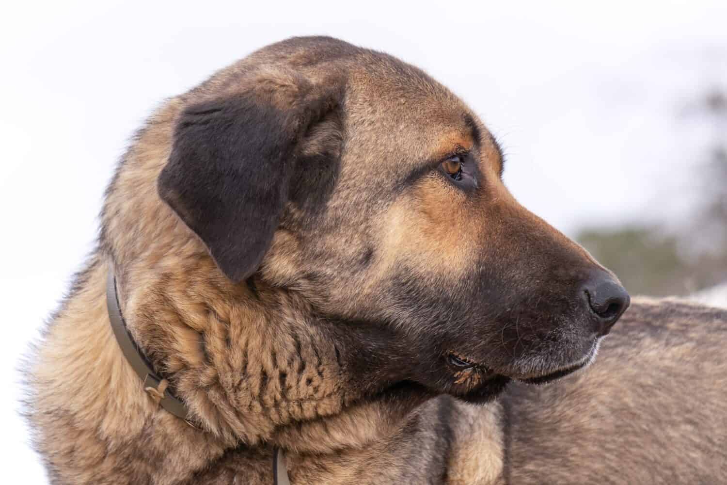 english mastiff and german shepherd mix