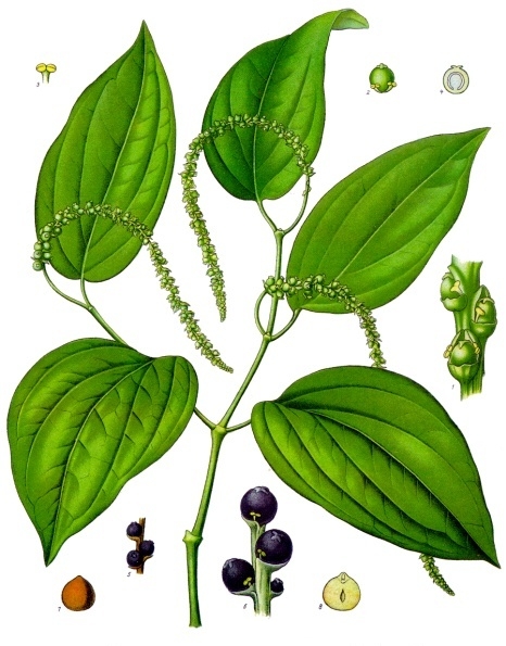 piperaceae plant