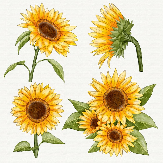 sunflower vector illustration