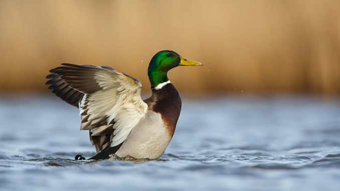 nc duck limits