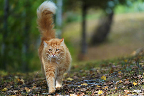 citronella and cats