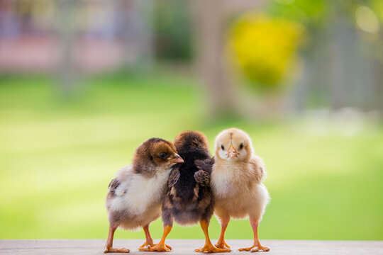 cute chicken images