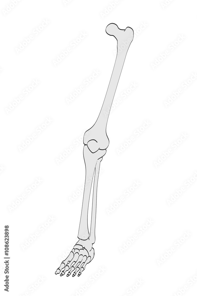 cartoon skeleton legs