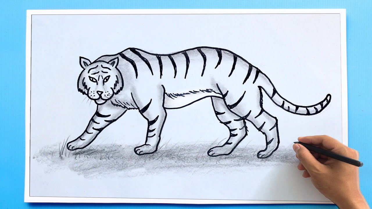 simple drawing of a tiger