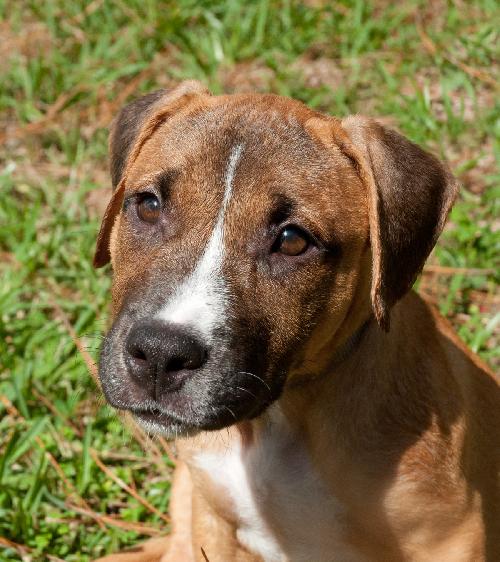 boxer hybrid dogs