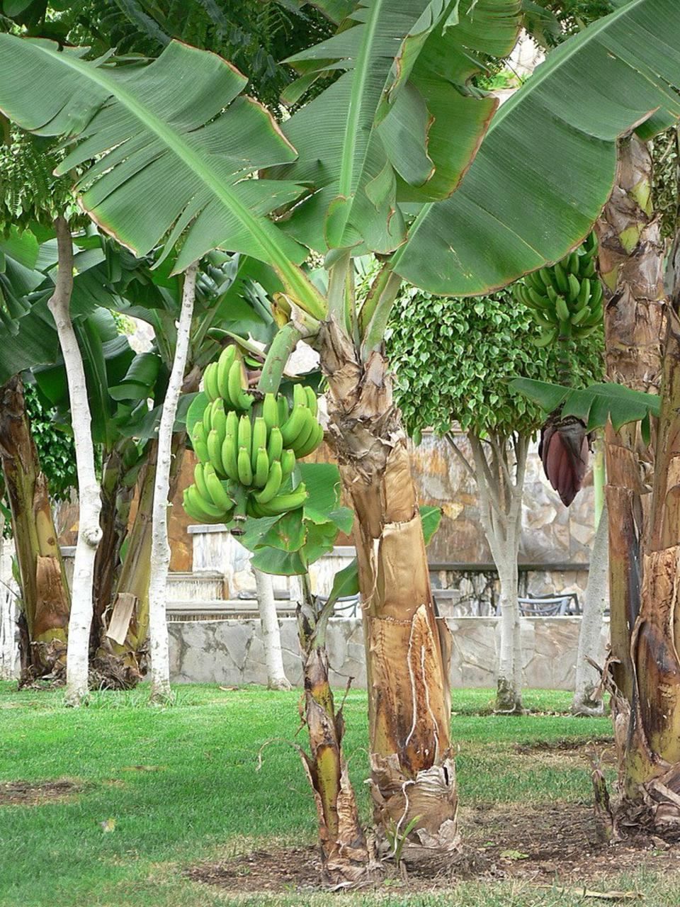 picture of banana tree