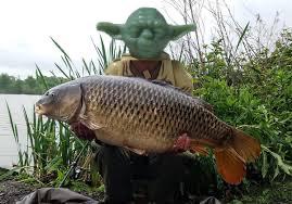 carp fishing yoda