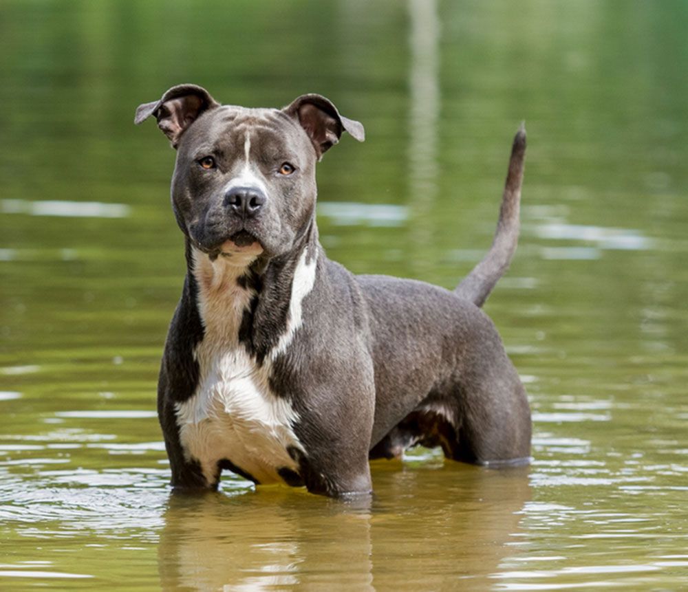 life span of american staffordshire terrier