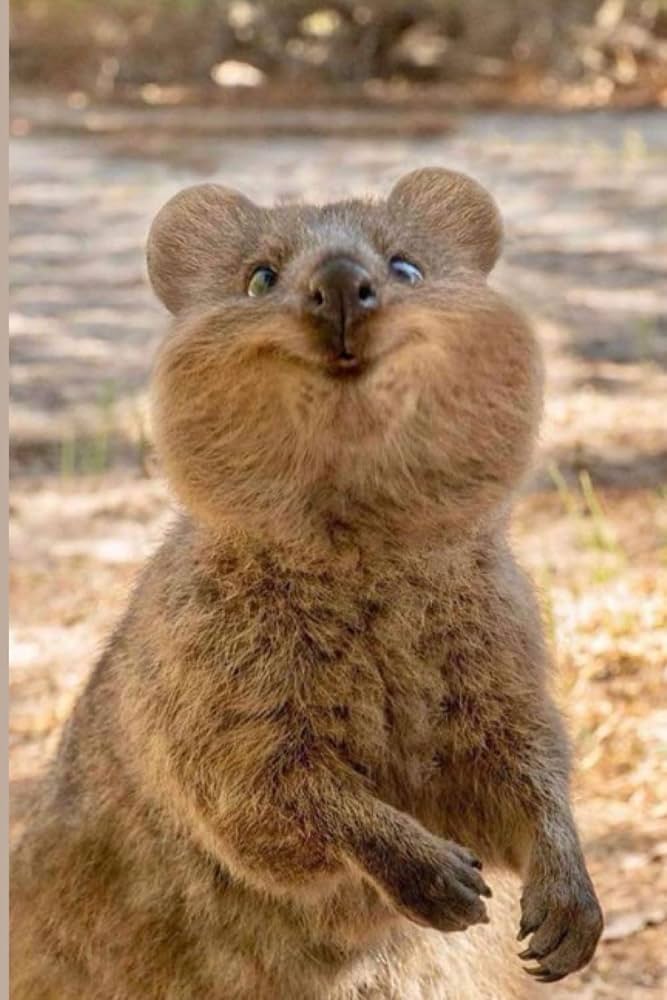 cute quokka