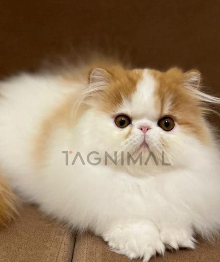 persian cats for sale in bangkok