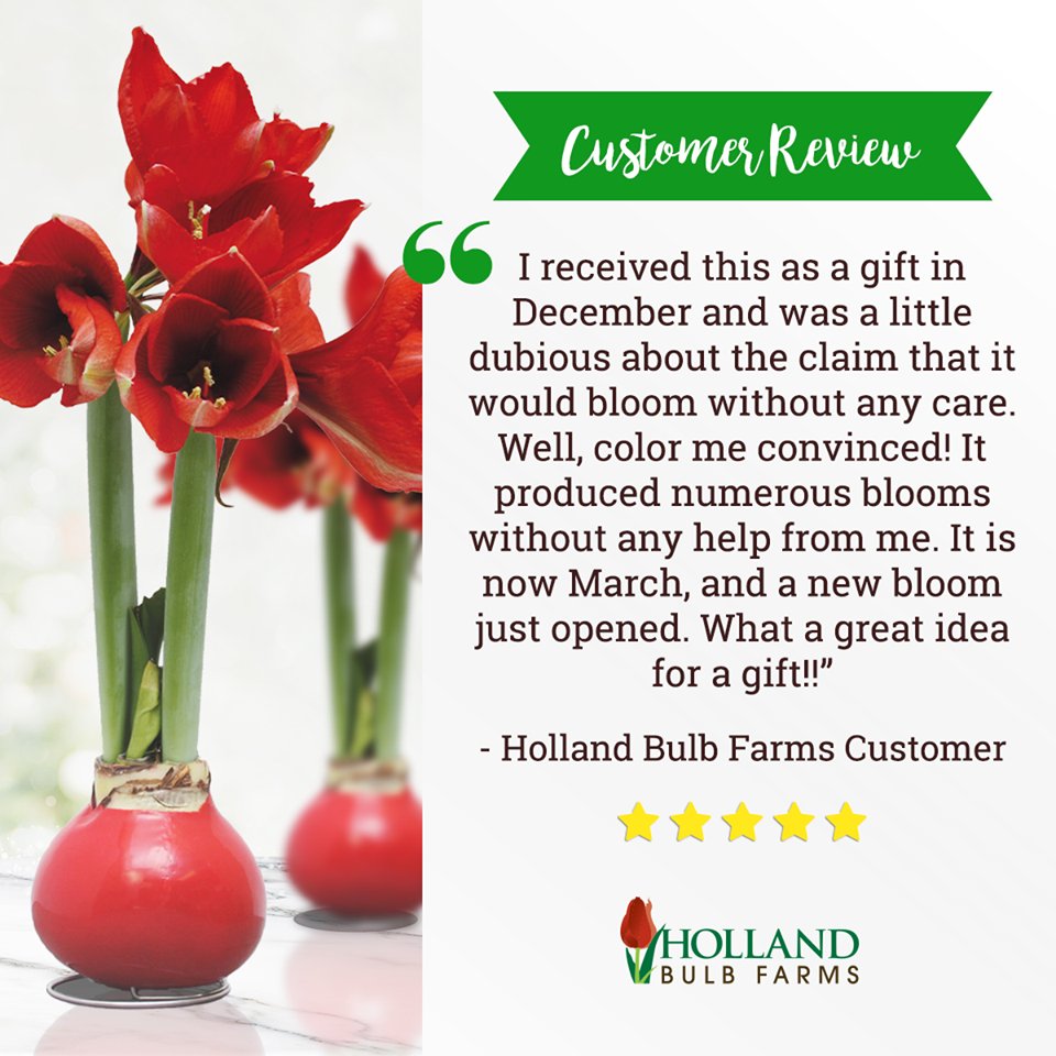 holland bulb farm reviews