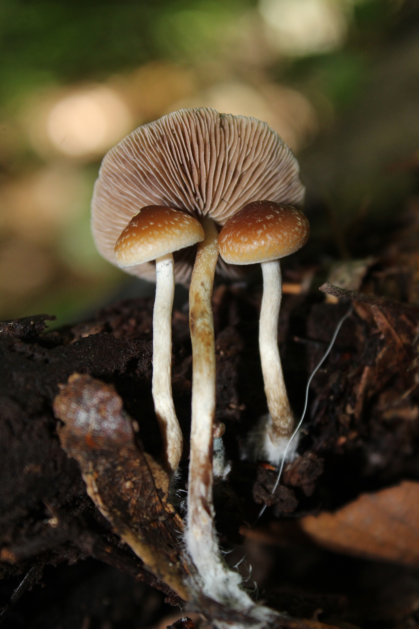 psilocybe caerulipes pictures