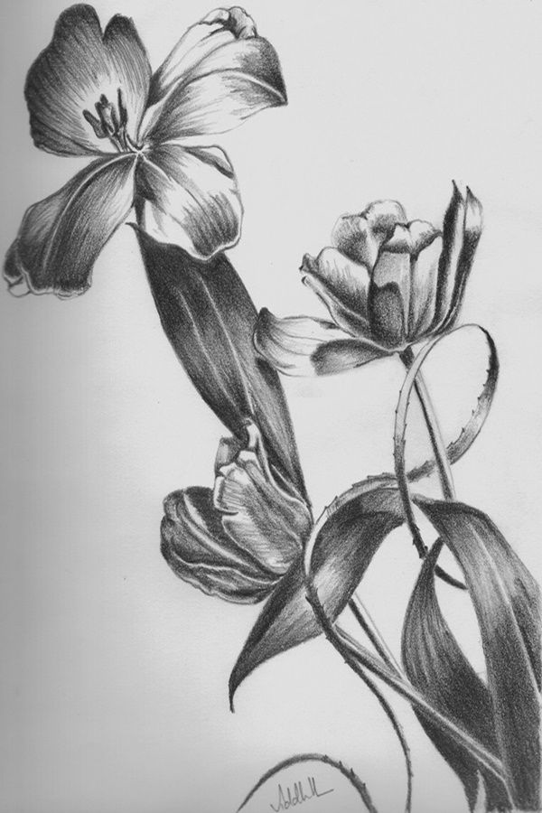 pencil sketch drawing flowers