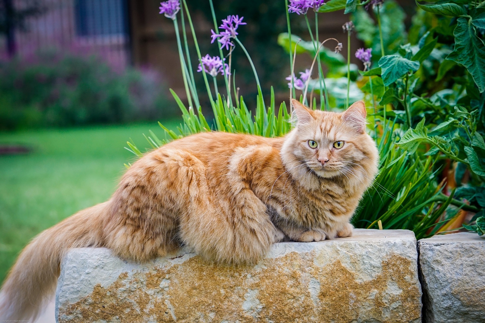 maine coon average age