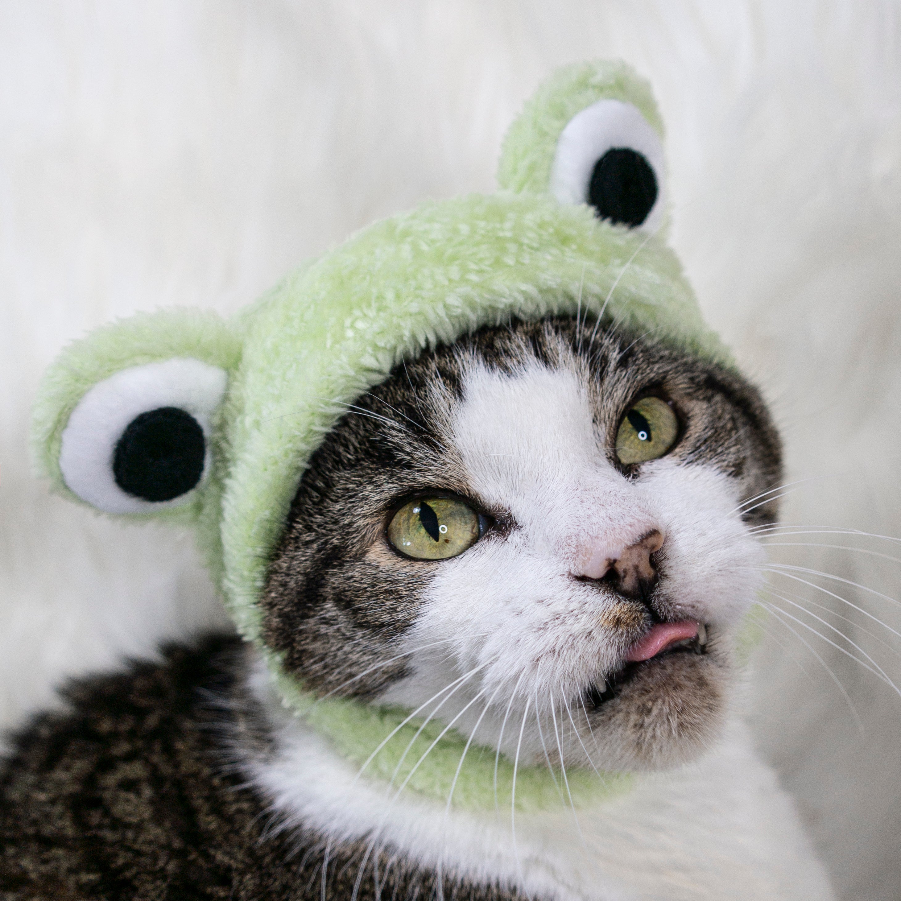 cat with frog hat