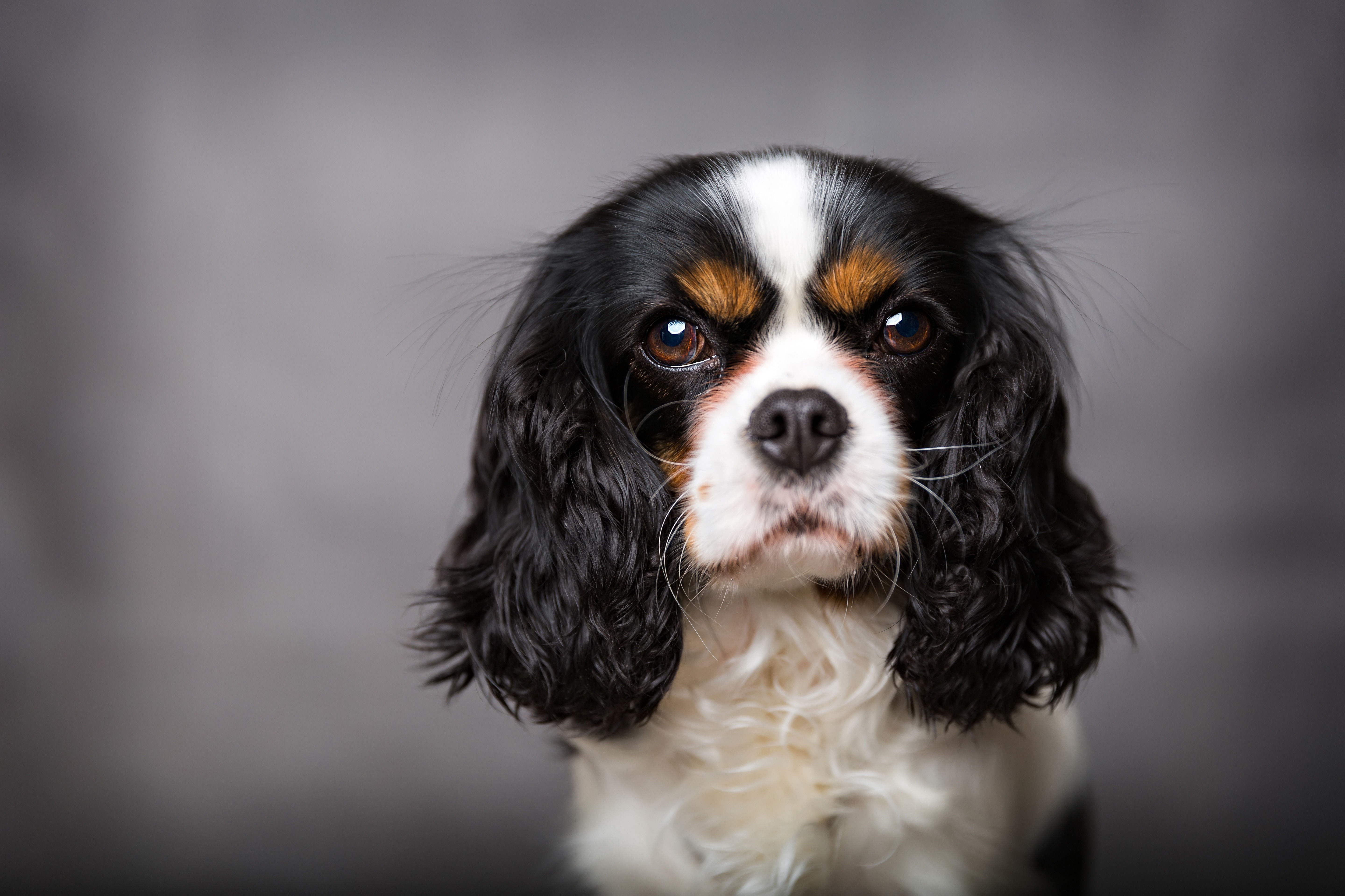 king cavalier puppies for sale