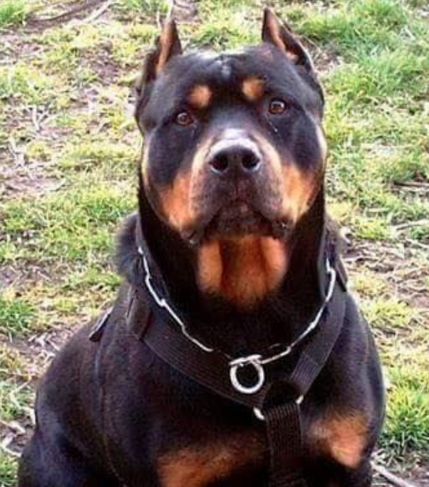 pitbull dog mix with rottweiler