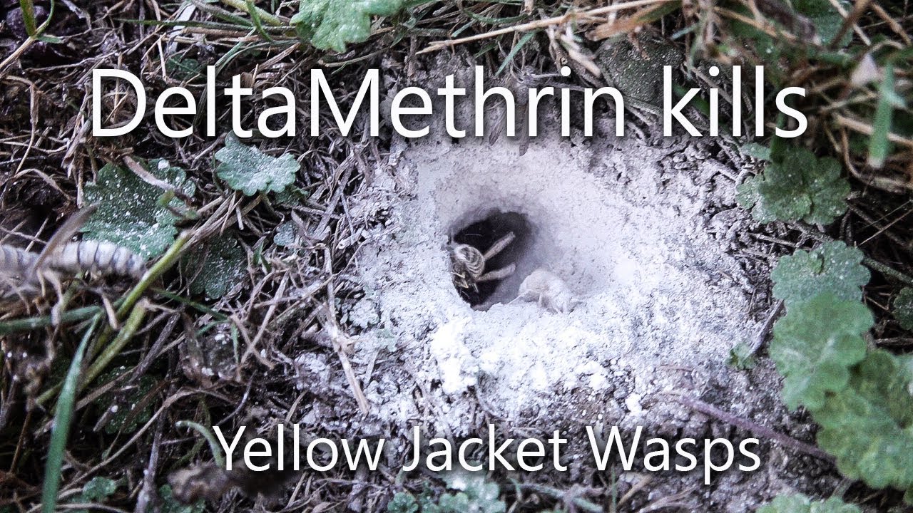 sevin dust yellow jacket nest