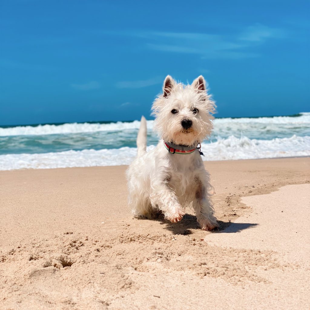 life expectancy of westies