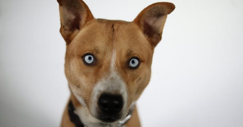 pitbull y husky