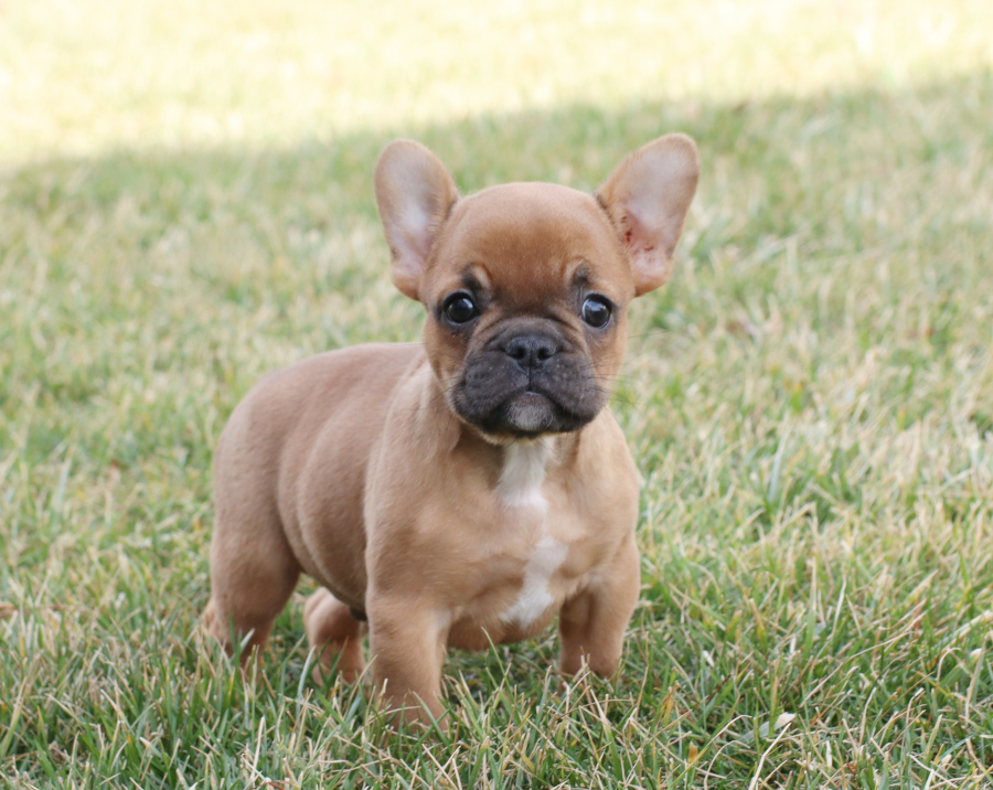 puppies for sale french bulldog