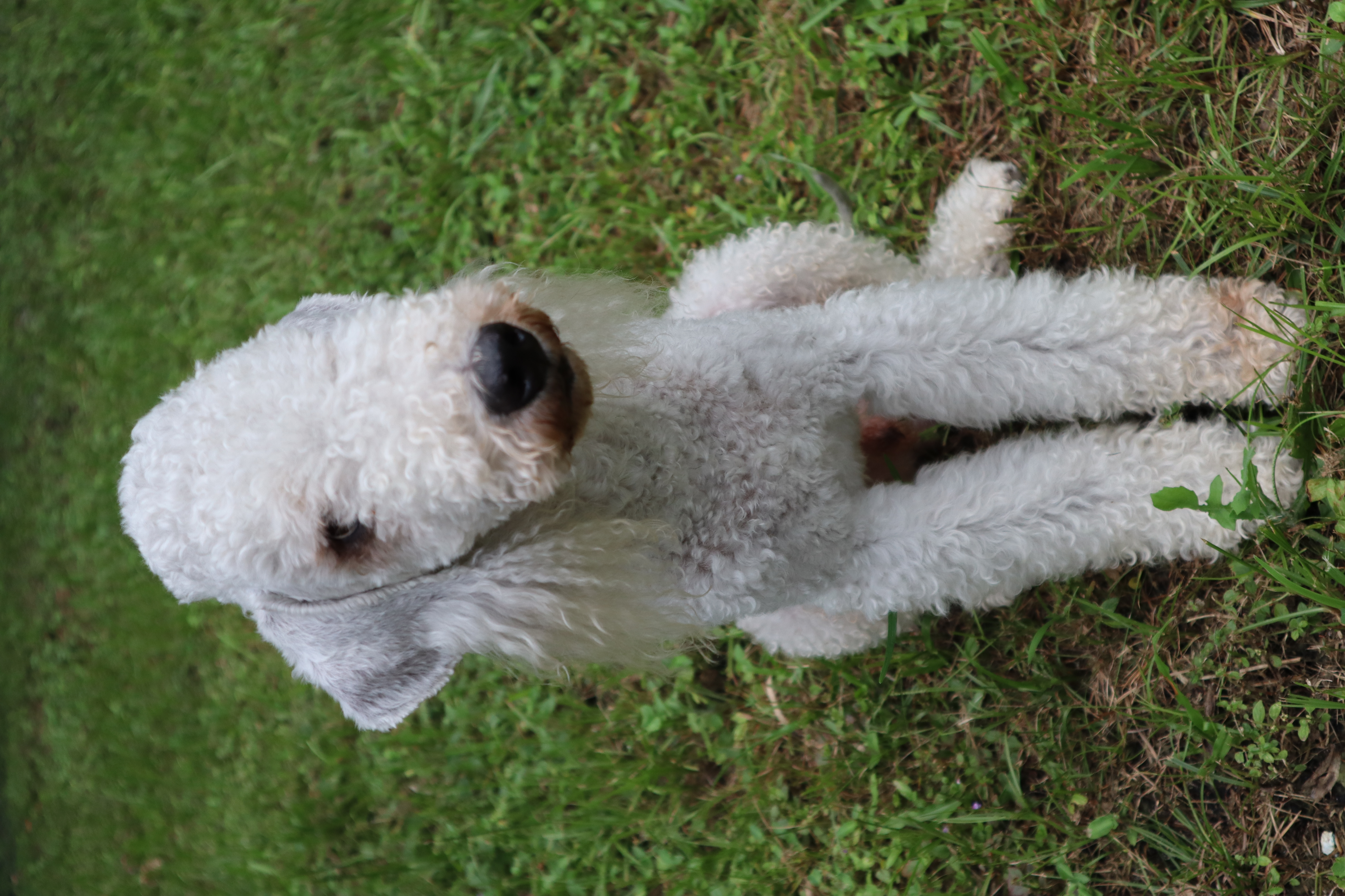 bedlington terrier pups for sale