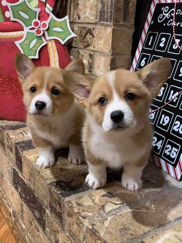 pembroke welsh corgi puppies for sale