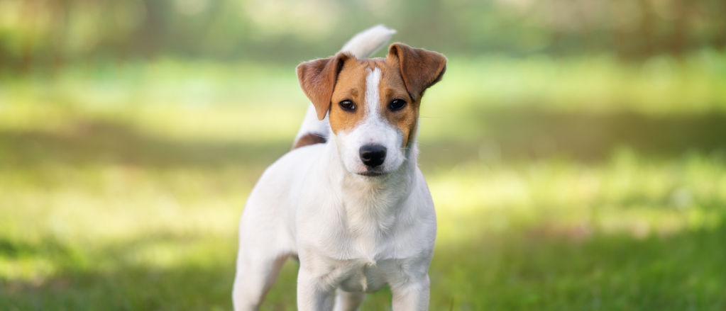 parsons russell terrier for sale