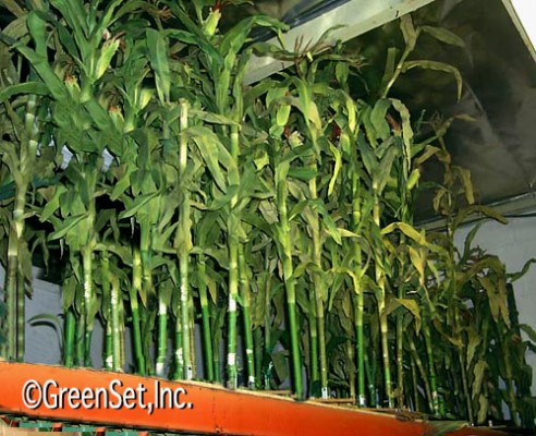 fake corn stalks for sale