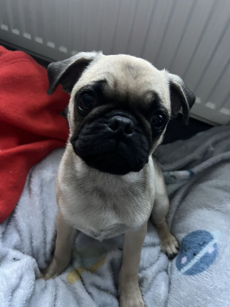 pug puppies for sale