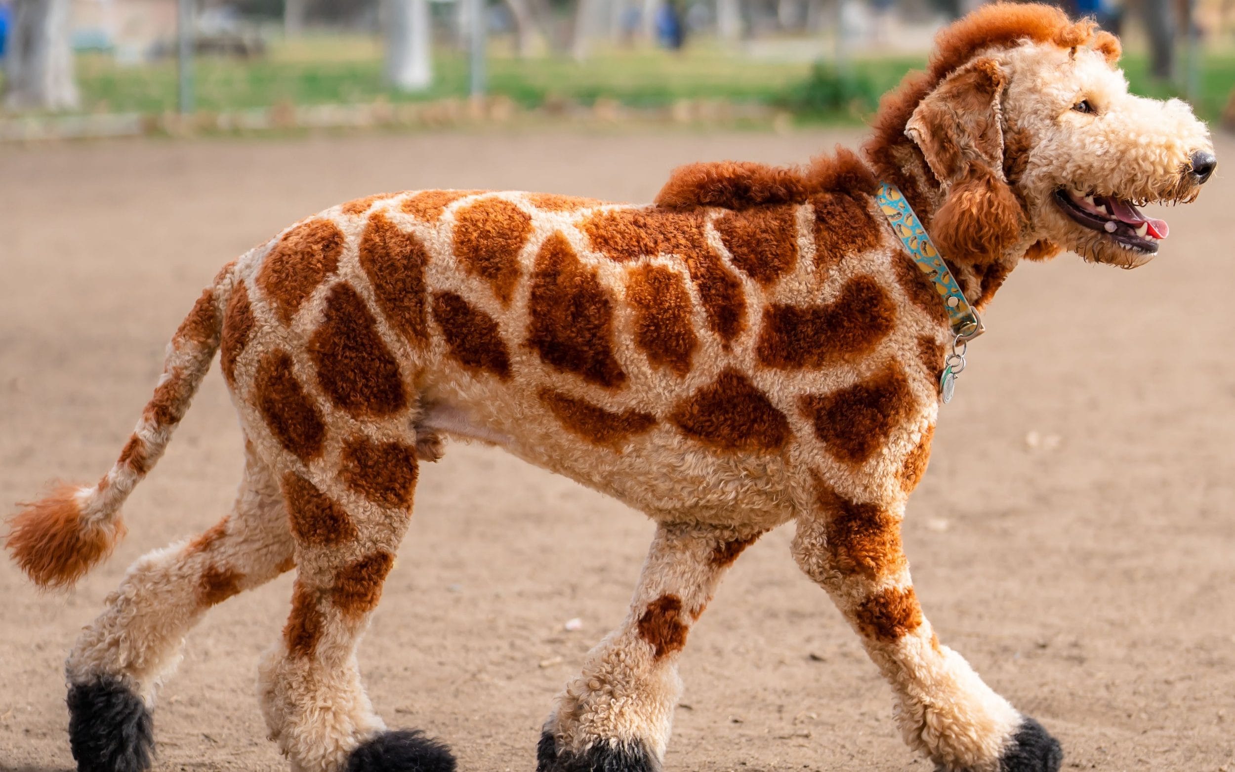 giraffe poodle