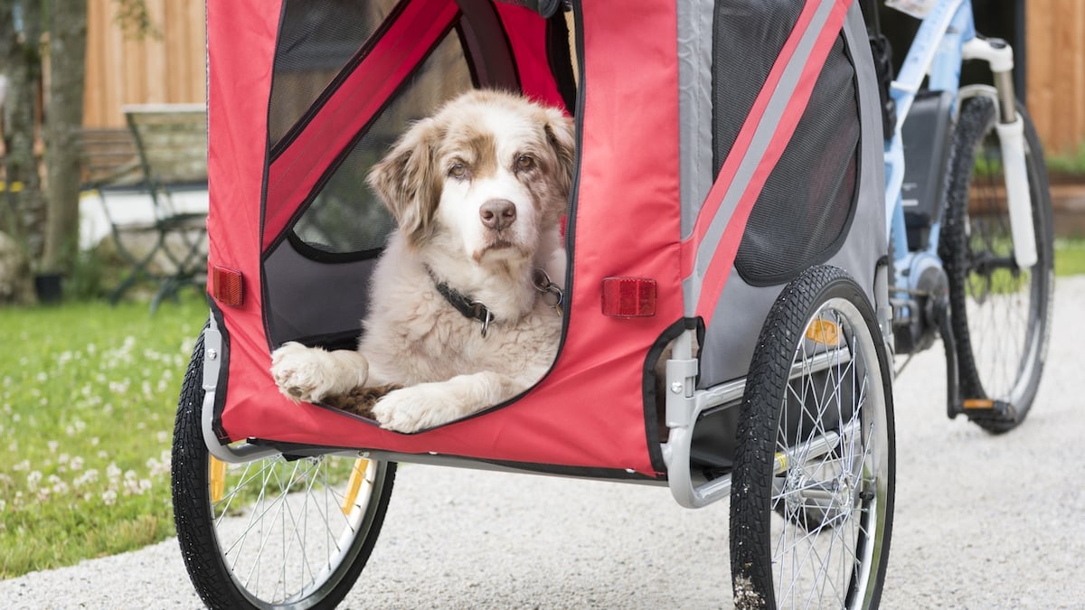 best bike dog carrier