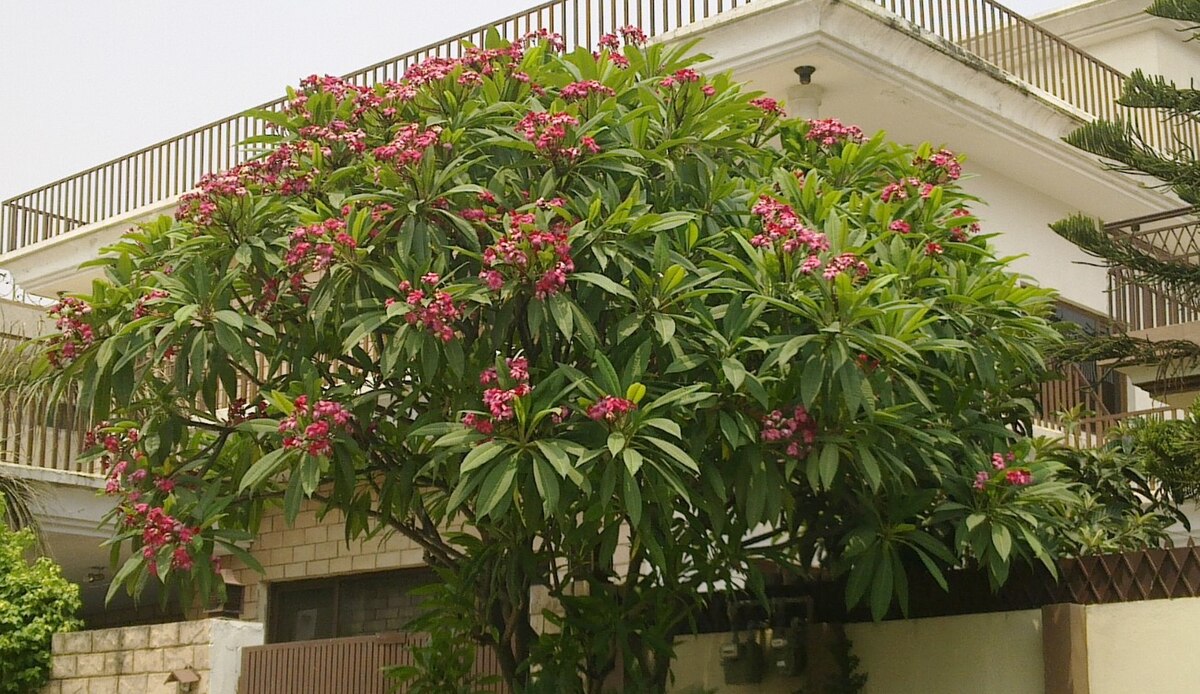 tropical flowering tree dan word