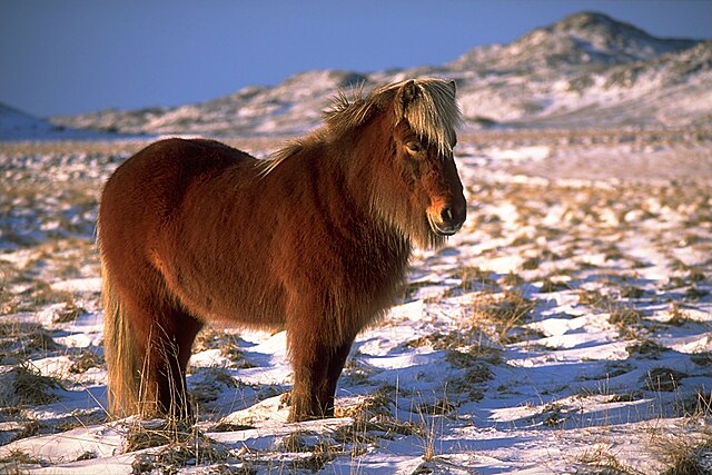 fotos de pony salvaje